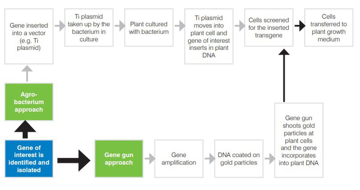 Explained | Genetically Modified Crops And Their Regulation In India ...